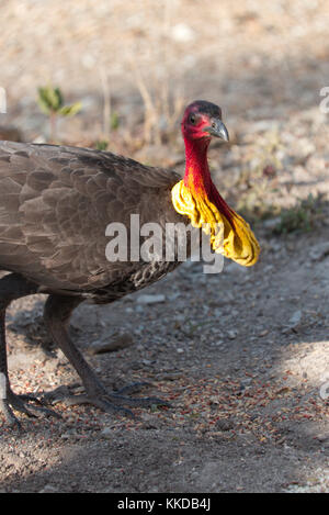 La colombe pygmée ou australien (Francolinus lathami), aussi appelé le scrub Turquie La Turquie, bush ou Banque D'Images