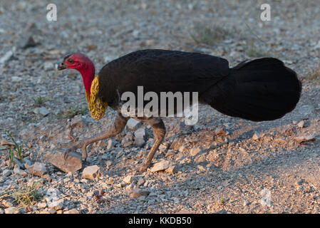 La colombe pygmée ou australien (Francolinus lathami), aussi appelé le scrub Turquie La Turquie, bush ou Banque D'Images