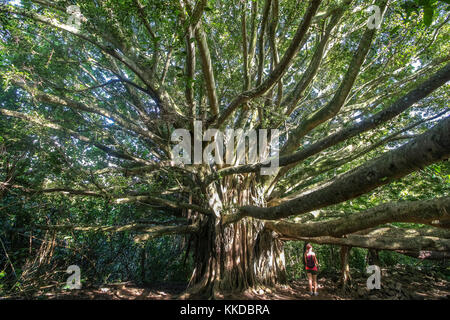 Arbre énorme dans la jungle de l'île de Maui à Hawaii Banque D'Images