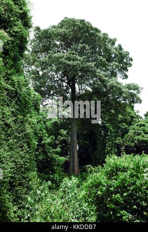 magnifique arbre dans une forêt tropicale tropicale en asie Banque D'Images