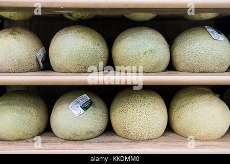 Un écran de Cantaloupe Melons Cucumis melo var. cantalupo. Banque D'Images