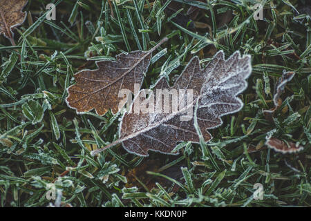 Premiers signes de l'hiver avec le gel rime couvrant les feuilles de chêne à castletown, Meknès, comté de Kildare, Irlande Banque D'Images