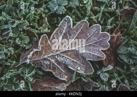 Premiers signes de l'hiver avec le gel rime couvrant les feuilles des arbres de chêne à castletown, Meknès, comté de Kildare, Irlande Banque D'Images