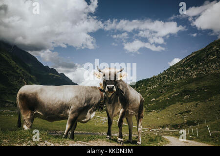 Les vaches à la caméra en Banque D'Images