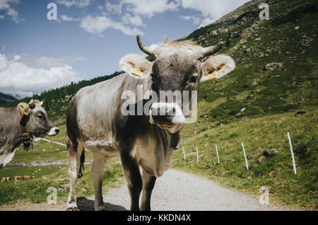 Les vaches à la caméra en Banque D'Images