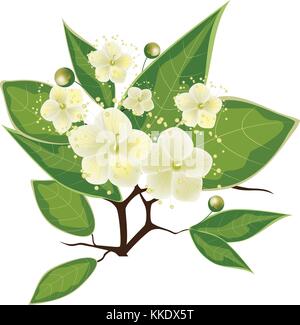 La direction générale de myrte en fleurs sur fond blanc, vector illustration Illustration de Vecteur