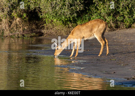 Une femelle Puku (Kobus vardonii) boire à la rivière Chobe en fin d'après-midi ensoleillé. Le Parc National de Chobe, au nord du Botswana. Banque D'Images