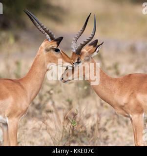 Deux jeunes hommes Impala (Aepyceros melampus melampus) dans la région de Savuti du Botswana. Banque D'Images