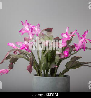 Rose fleurs de cactus de Noël schlumbergera dans un pot isolé sur fond blanc. Banque D'Images