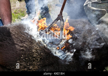 Un jeune veau marque cowhands avec un fer chaud rouge sur son flanc au milieu de la fumée et des flammes Banque D'Images