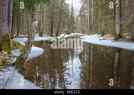 Partiellement congelée forest river Banque D'Images