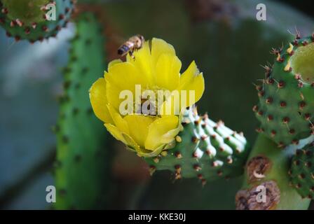 Abeilles sur la fleur d'un cactus plante à emborio sur l'île grecque de Halki. Banque D'Images