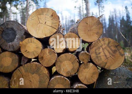 Les troncs des arbres abattus empilés dans une forêt en attente d'être recueillis pour le bois d'œuvre dans une vue rapprochée de la fin de la coupe Banque D'Images