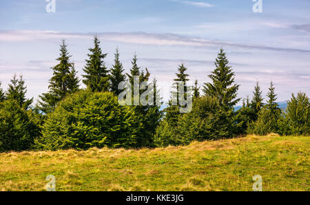 Forêt de sapins sur un pré herbeux. Bel été nature paysages de montagne Banque D'Images