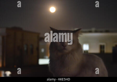 Un chat blanc sur un toit la nuit avec une belle lune. Banque D'Images