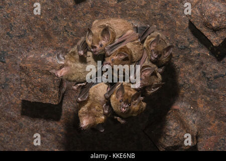 Les chauves-souris à queue courte du Seba se percher dans de vieilles machines rouillées int eh district de Stann Creek, Belize. Banque D'Images