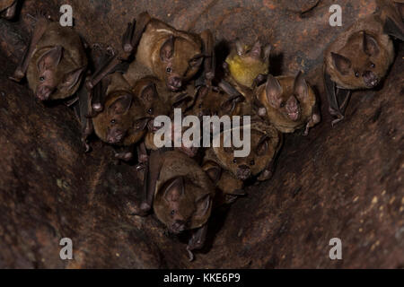 Les chauves-souris à queue courte du Seba se percher dans de vieilles machines rouillées int eh district de Stann Creek, Belize. Banque D'Images