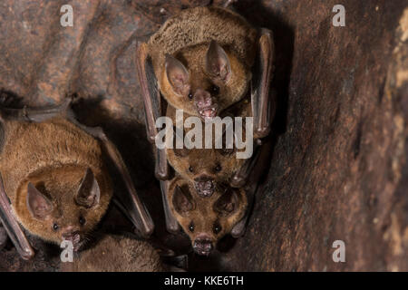 Les chauves-souris à queue courte du Seba se percher dans de vieilles machines rouillées int eh district de Stann Creek, Belize. Banque D'Images