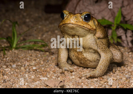 Une cane toad du Belize, une partie de son aire d'origine. Cette espèce est devenue un ravageur dans d'autres parties du monde où il n'est introduit. Banque D'Images