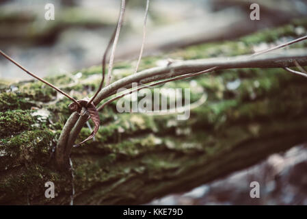 Abstract natural background Banque D'Images