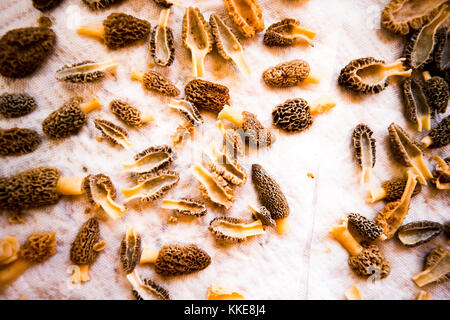 Nettoyés, en deux couche de morilles fraîches sur un chiffon de cuisine blanche pendant la préparation pour la cuisine Vue de dessus Banque D'Images