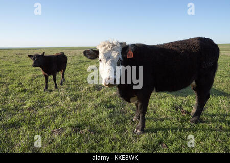 Face blanche vache avec un jeune veau ou génisse debout dans l'herbe des pâturages dans la lumière du soir looking at camera Banque D'Images