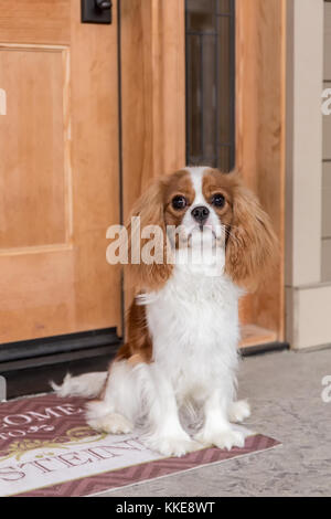 Cavalier King Charles Spaniel puppy 'Assis' Bode par sa porte à Maple Valley, Washington, USA Banque D'Images
