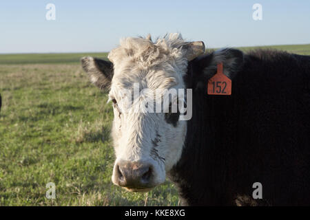 Blanc de bibelots face vache avec une marque auriculaire debout dans un pâturage d'herbe verte looking at camera Banque D'Images