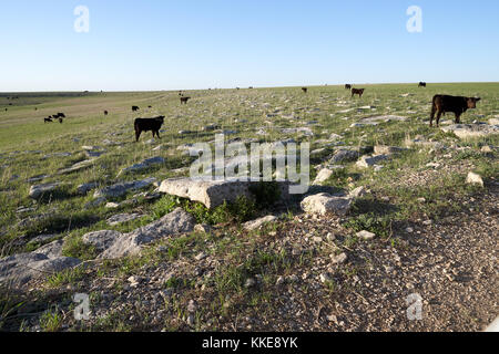 Troupeau de pâturage du bétail et du boeuf noir itinérance sur une gamme ouverte avec des pierres et de l'herbe dans un paysage Banque D'Images