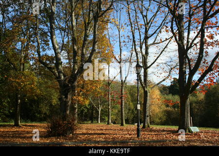 Les arbres d'automne au soleil,Llandrindod Lake, Powys, Pays de Galles, avec un tapis de feuilles sur le sol Banque D'Images