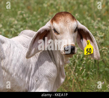 Le Brahman ou Brahma est produites aux États-Unis à partir de races de bovins importés de l'Inde. Il est idéal pour la chaleur du Texas. Banque D'Images