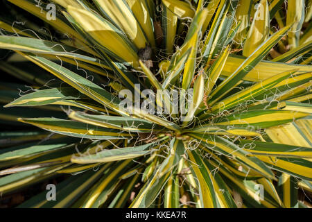 Couleur Yucca filamentosa Yucca, Garde côtière, grandissant dans un jardin botanique à Oklahoma City, Oklahoma, USA. Banque D'Images