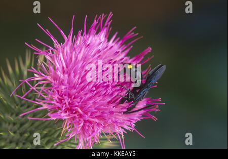 Fleur poilue (WASP) Scoliidae sur chardon écossais flower Banque D'Images