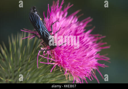 Fleur poilue (WASP) Scoliidae sur chardon écossais flower Banque D'Images