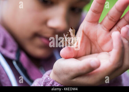 Événement sleepout big wild pix . Des images de jeunes enfants/ les enfants et les parents dans leur jardin à l'arrière du milieu de l'après-midi jusqu'à la nuit, profitent d'activités, par exemple, la fabrication d'un den, à la recherche de bugs, publiant de la nourriture pour chiens pour les hérissons, faire griller des guimauves autour d'un feu de camp, espèce de piégeage, à la recherche de la faune nocturne. Banque D'Images