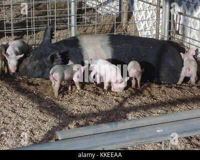 Cette image, intitulée « Little Piggies », représente une scène impliquant de jeunes porcs, illustrant probablement leur comportement naturel ou leur vie à la ferme. Il peut également être utilisé dans des contextes éducatifs, mettant en valeur les soins aux animaux ou l’agriculture. Banque D'Images