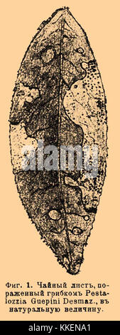 Un extrait du dictionnaire encyclopédique Brockhaus et Efron, ouvrage de référence majeur dans l'histoire russe, fournissant des connaissances détaillées sur divers sujets. Banque D'Images