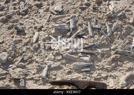 Washington, États-Unis. 30 novembre 2017. La photo non datée montre des centaines d'os de ptérosaures posés à la surface dans un désert à Hami, dans la région autonome ouïgoure du Xinjiang, au nord-ouest de la Chine. Plus de 200 œufs de ptérosaures conservés en trois dimensions ont été découverts en Chine, fournissant un nouvel aperçu de l'histoire de vie des dirigeants du ciel à l'ère des dinosaures, ont déclaré jeudi les scientifiques. Les résultats sur l'espèce de ptérosaure, connue sous le nom de Hamipterus tianshanensis, ont été publiés dans la revue américaine Science. Crédit : Alexander Kellner/Xinhua/Alamy Live News Banque D'Images