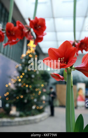 Francfort, Allemagne. 5 décembre 2016. Une femme visite l'exposition de Noël au Palm Garden à Francfort, Allemagne, Dec. 5, 2016. Crédit : Luo Huanhuan/Xinhua/Alamy Live News Banque D'Images