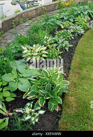 Hosta frontière dans Chalet jardin Banque D'Images