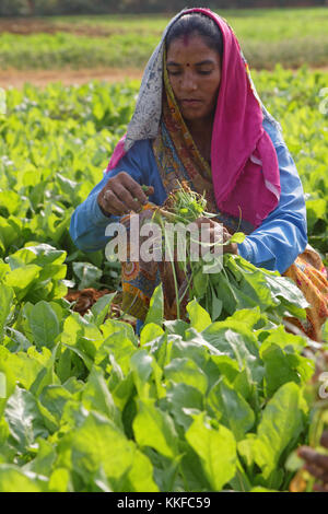 JAIPUR, INDE, le 26 octobre 2017 : Les femmes dans les champs autour de Jaipur. Banque D'Images