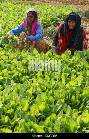 JAIPUR, INDE, le 26 octobre 2017 : Les femmes dans les champs autour de Jaipur. Banque D'Images