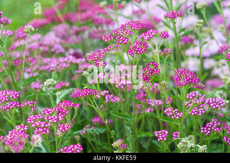L'Achillea millefolium CERISE REINE Banque D'Images