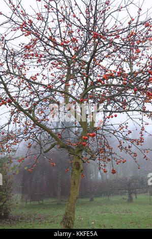 MALUS SYLVESTRIS Banque D'Images