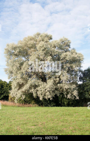 SALIX ALBA saule blanc Banque D'Images