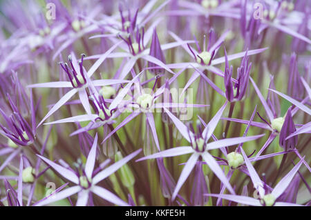 L'allium CHRISTOPHII Banque D'Images