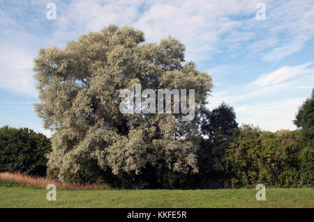 SALIX ALBA saule blanc Banque D'Images