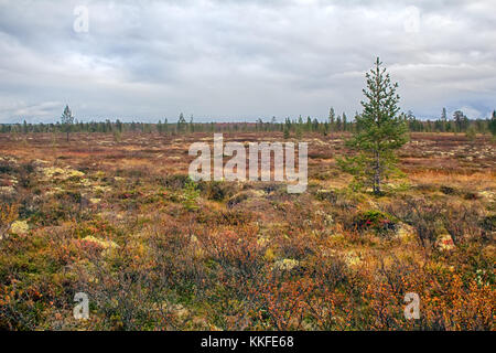 Forêt d'automne, Lake Country et la tourbière de la zone de la taïga, le bouleau glanduleux, Betula nana. Scandinavie, Laponie Banque D'Images