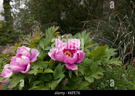 PAEONIA SUFFRUTICOSA YIN FEN JIN LING Banque D'Images