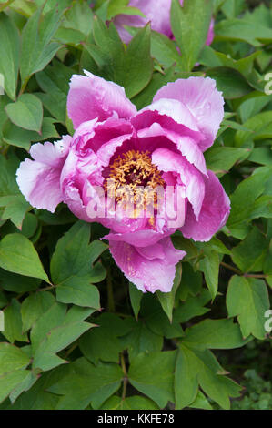 PAEONIA SUFFRUTICOSA YIN FEN JIN LING Banque D'Images